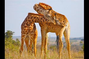 Giraffes of Kenya